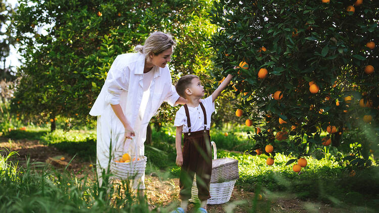 Mother and son harvesting oranges