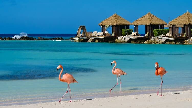Flamingoes on the beach in Aruba
