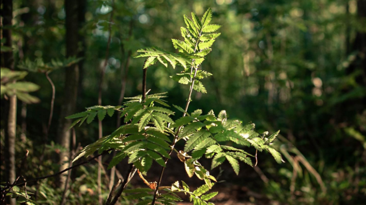 Floresta Miyawaki