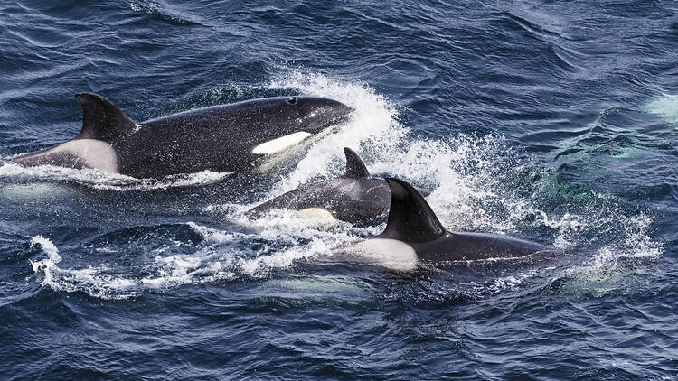 Orcas, killer whales