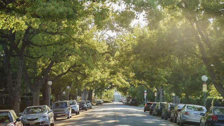 street lined with trees