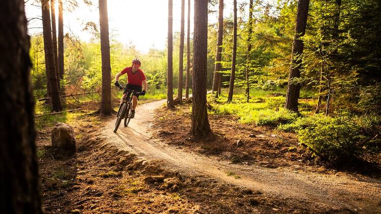 Bike rider on a forest trail