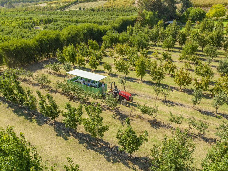 Swan Valley