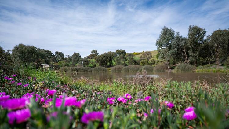Clare Valley