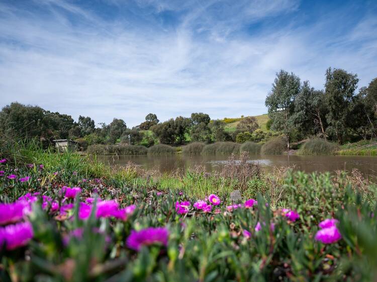 Purple flowers in wetlands