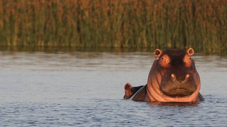 Hippo in False Bay Nature Reserve
