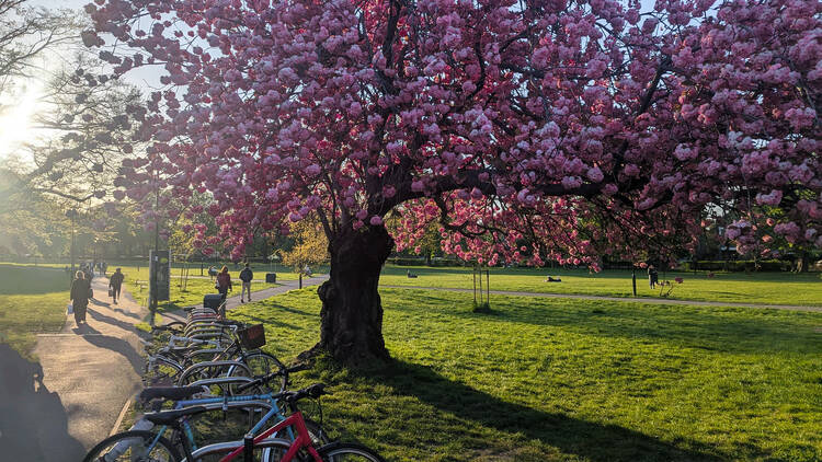 Bask in Chiswick's leafy scenery