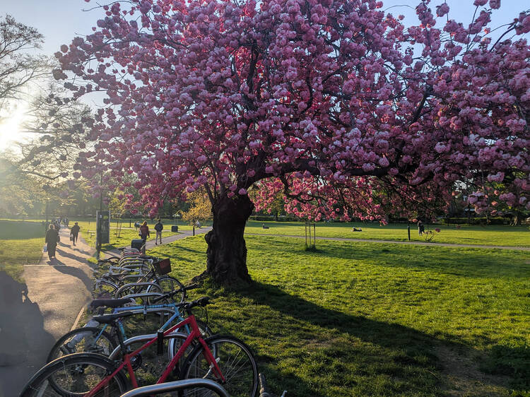 Bask in Chiswick's leafy scenery