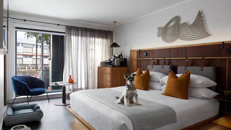 Dog on bed in hotel room