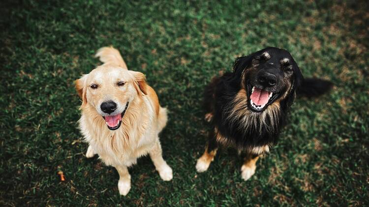 dogs