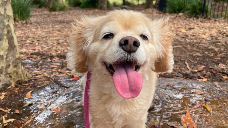 Dog smiling