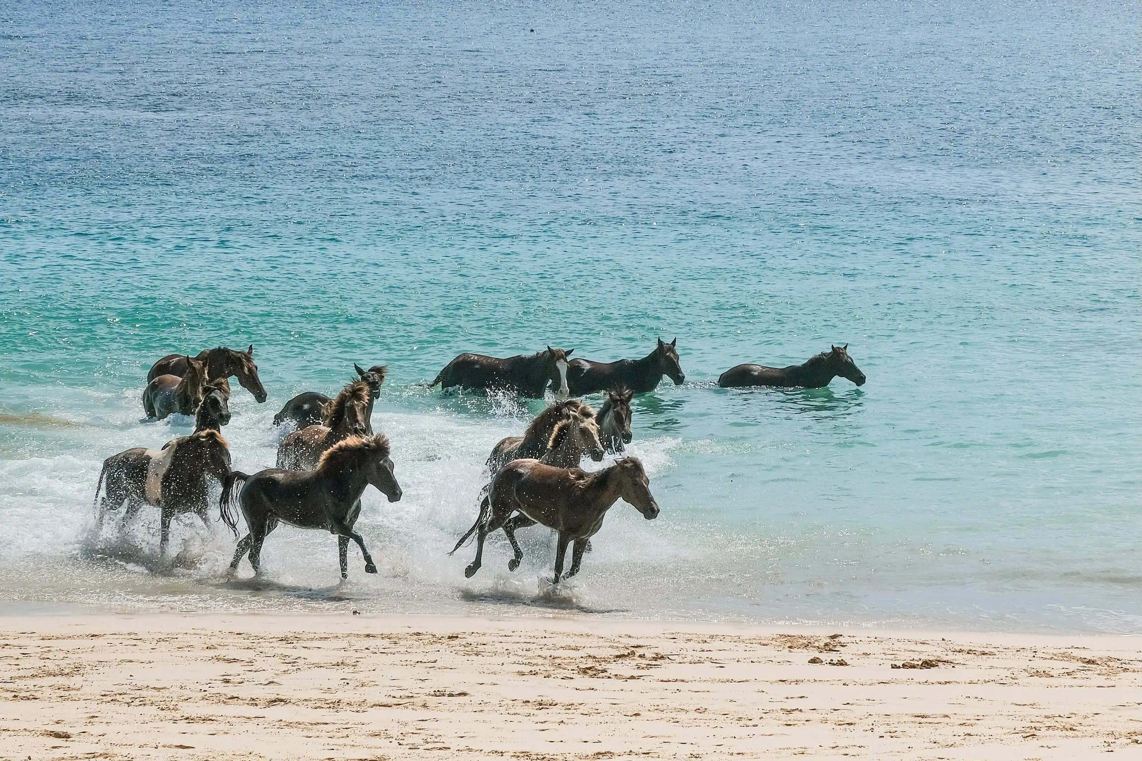 Wild horses playing at the beach in Sumba Island, Indonesia