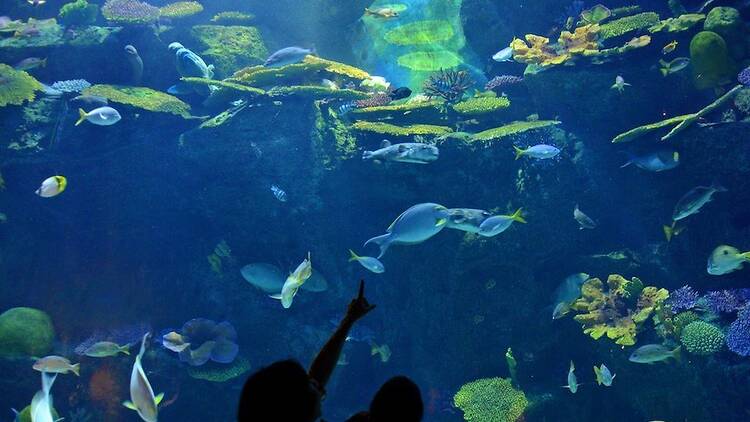 Sea Life Bangkok Ocean World
