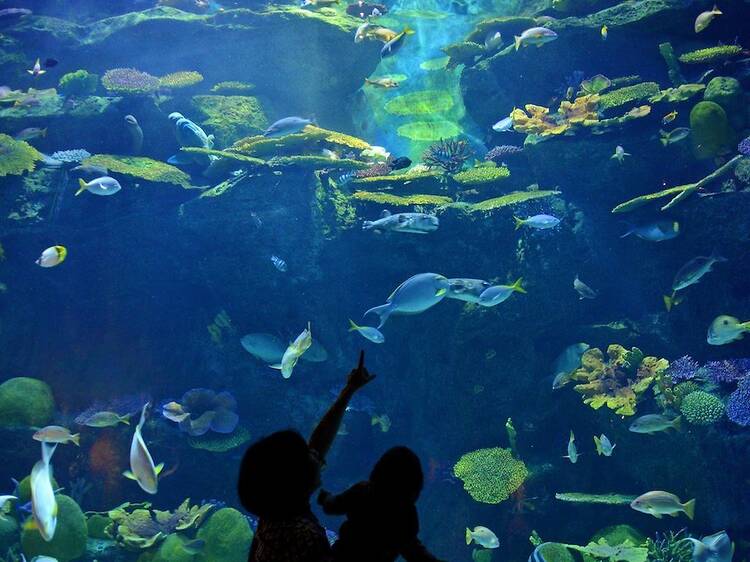 Sea Life Bangkok Ocean World