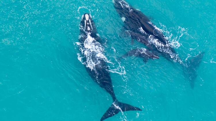Where to watch whales near Cape Town