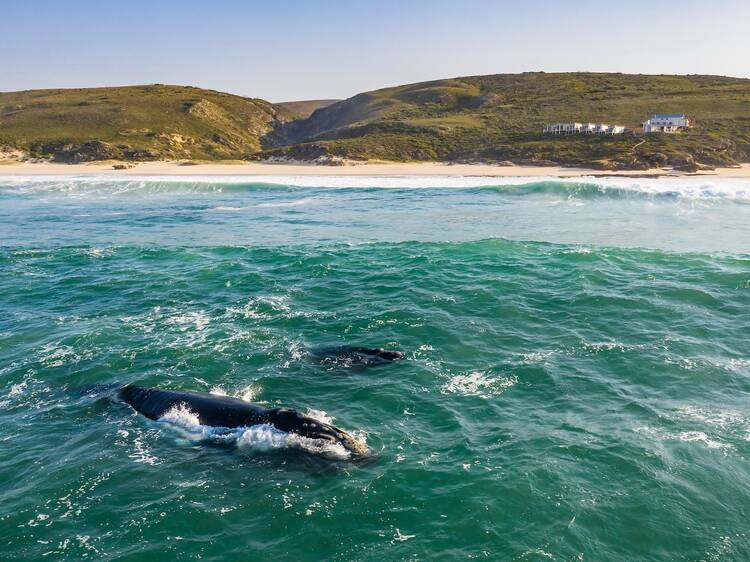 De Hoop Nature Reserve