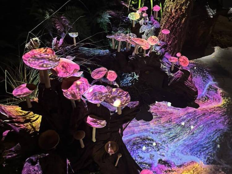 Forest Scents Unveil Your Mystery