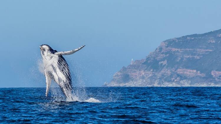 Cape Point Nature Reserve