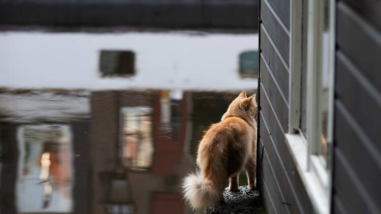 Cat near some water