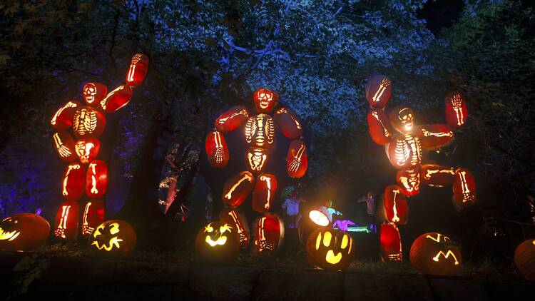 Giant skeletons made up of jack-o-lanterns are on display at the Great Jack-O-Lantern Blaze.
