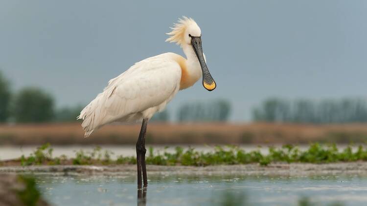 Eurasian spoonbill
