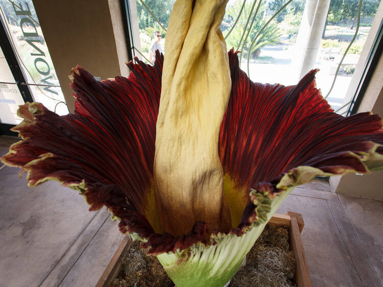 Hold your nose: A corpse flower is ready for its short-lived stinky bloom at the Huntington Hold your nose: A corpse flower is ready for its short-lived stinky bloom at the Huntington