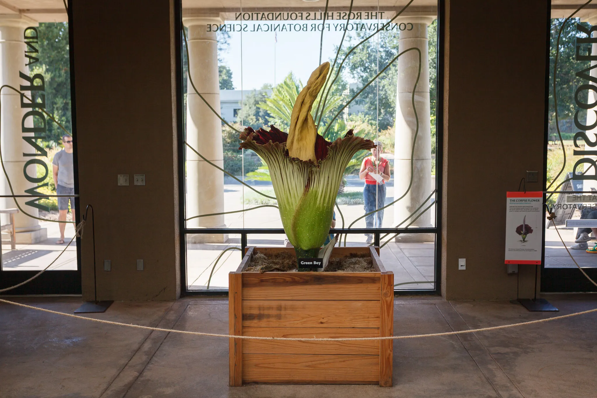 Corpse flower at the Huntington