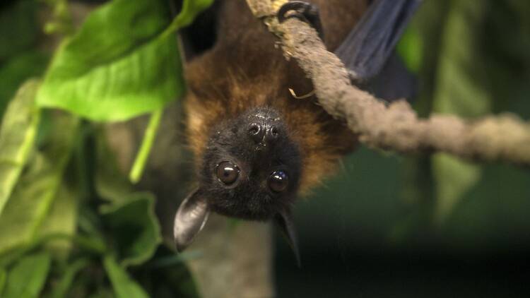 Look for bats in Pisão