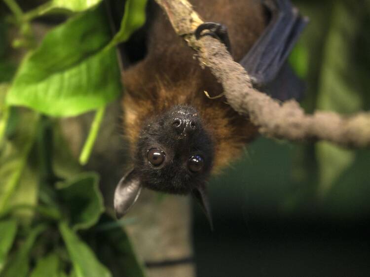 Look for bats in Pisão