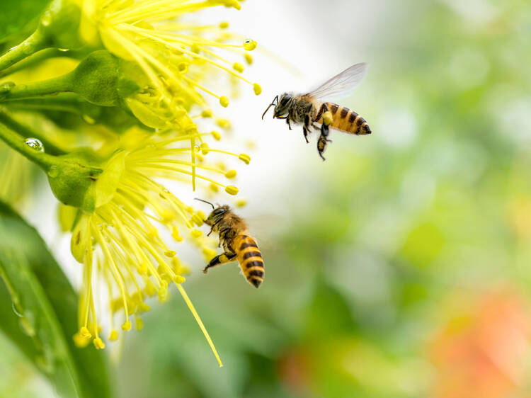 Meet the pollinators of Cascais
