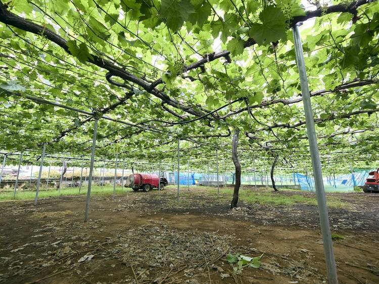 5 fruit and vegetable picking farms near Tokyo for a nature-filled day out