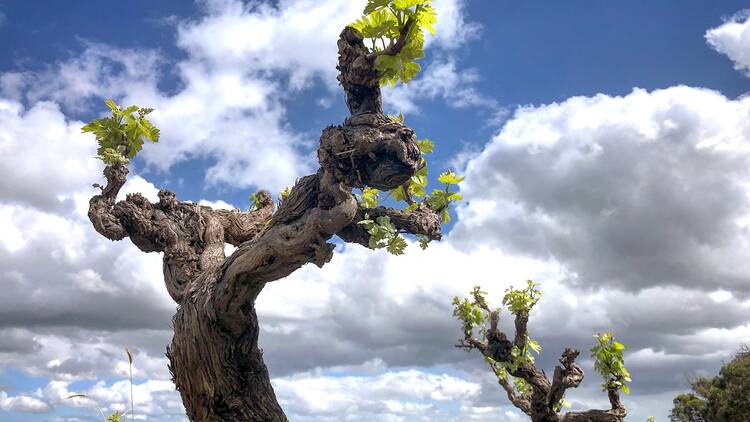 Mother Sippy: Raise a glass to Old Vine Day