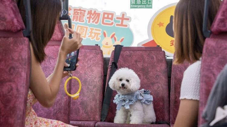 九巴寵物巴士團八月限定離島一天遊：帶毛孩沙灘玩水兼遊大澳 /新推八條全新路線/新登場月票$100任搭巴士
