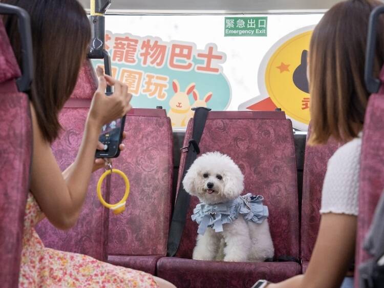 九巴寵物巴士團八月限定離島一天遊:帶毛孩沙灘玩水兼遊大澳 /新推八條全新路線/新登場月票$100任搭巴士 九巴寵物巴士團八月限定離島一天遊:帶毛孩沙灘玩水兼遊大澳 /新推八條全新路線/新登場月票$100任搭巴士