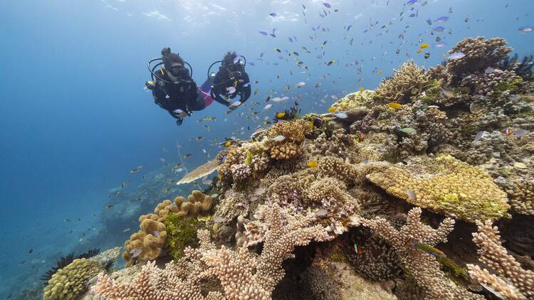 Great Barrier Reef, QLD