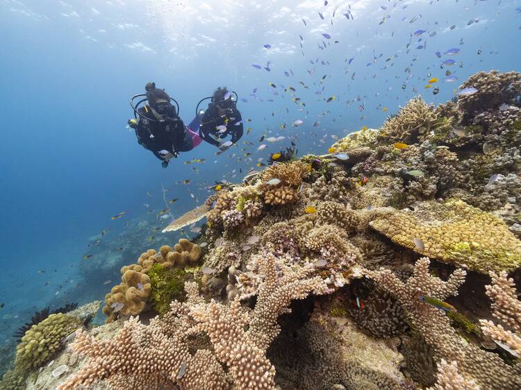 Great Barrier Reef, QLD
