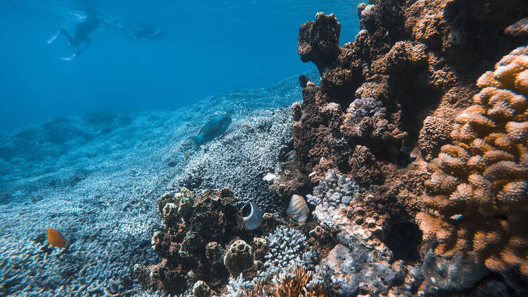 Rowley Shoals, WA