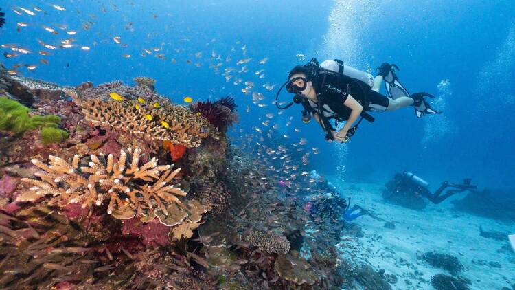 Lady Elliot Island, QLD