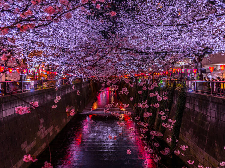 For calm evening walks: Meguro River
