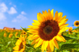 70,000 Sunflowers at Sakai Green Museum Harvest Hill