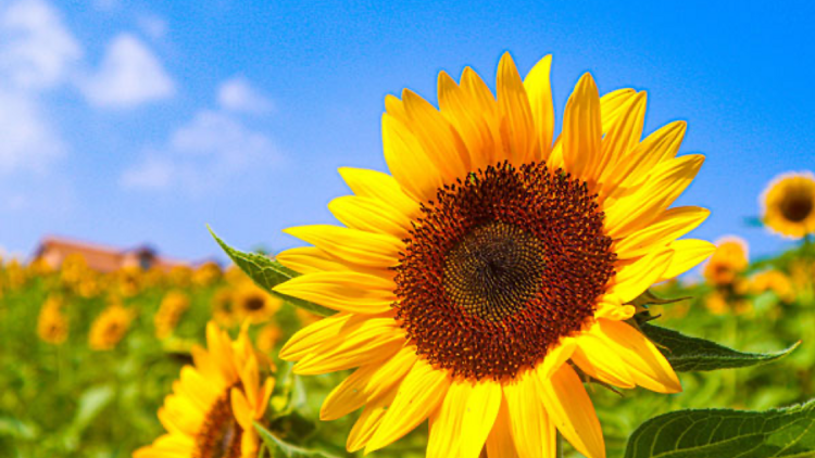 70,000 Sunflowers at Sakai Green Museum Harvest Hill