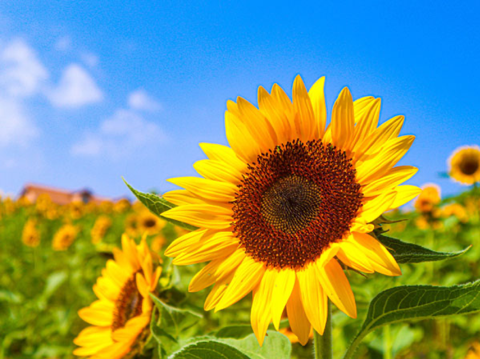 邦楽 Believe In Tomorrow Sunflower's Garden 邦楽 Sunflower's Garden - Believe in tomorrow CDJapan