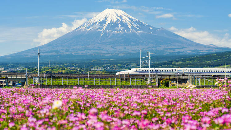 Bullet train in Japan going past Mount Fuji with pink flowers in the foreground