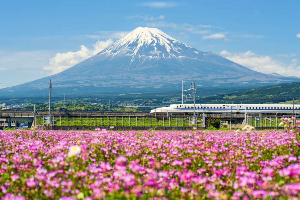 Bullet train in Japan going past Mount Fuji with pink flowers in the foreground