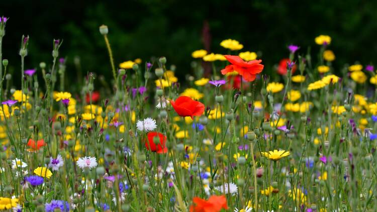 Wildflowers