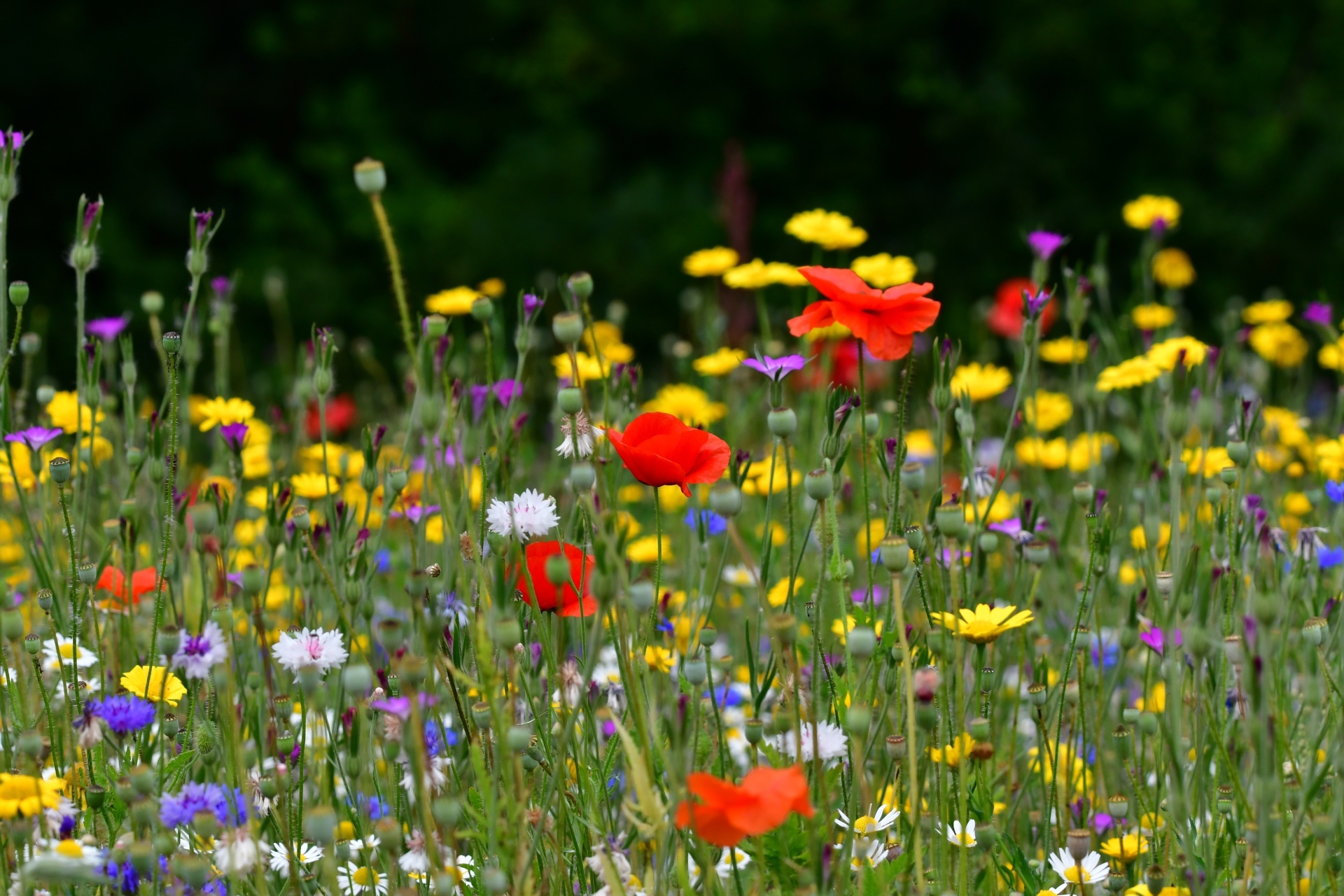 One of the best 'secret' gardens in Europe is in London