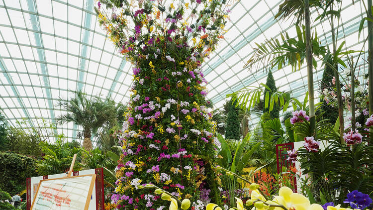 Orchid Extravaganza