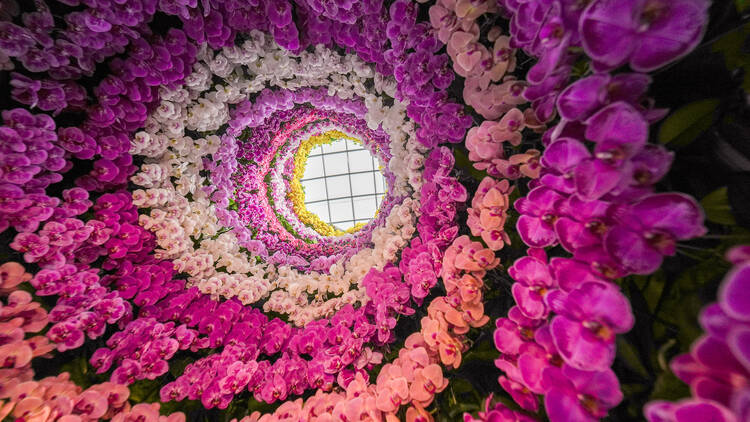 Orchid Extravaganza