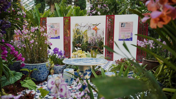 Orchid Extravaganza