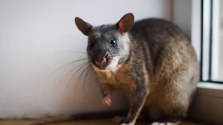 Giant rat